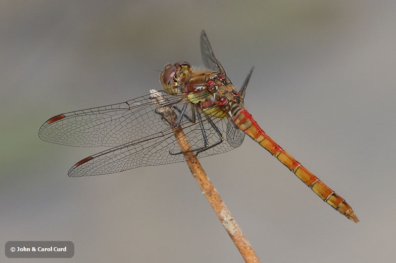 J16_2418 Sympetrum striolatum male.JPG